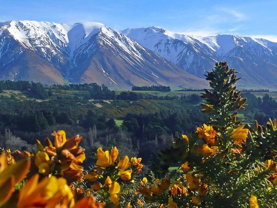 A snow-capped New Zealand mountain range above flowering hillsides